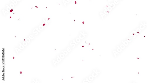 Flying cherry blossom petals on white background overlays. sakura petals falling transition with alpha channel, 4k loopable.