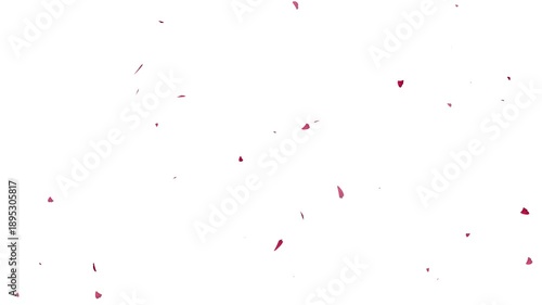 Flying cherry blossom petals on white background overlays. sakura petals falling transition with alpha channel, 4k loopable.