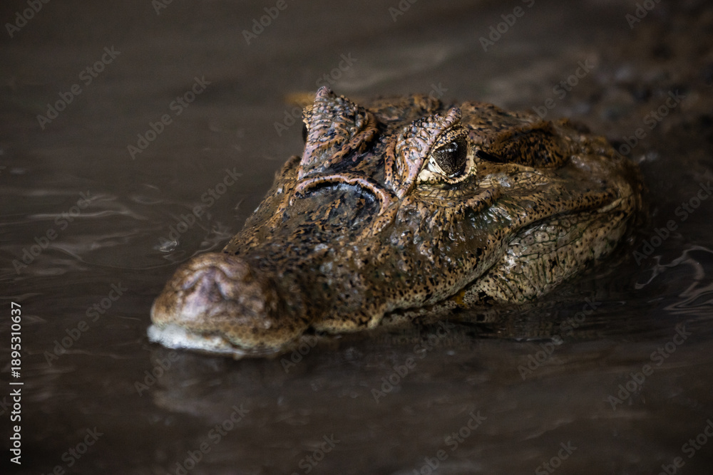 Obraz premium Close-up of spectacled caiman (Caiman crocodilus) partially submerged in water, detailed portrait of freshwater crocodilian, wild reptile in natural habitat with calm and moody atmosphere