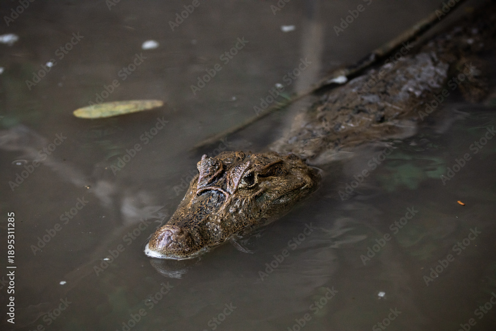 Fototapeta premium Close-up of spectacled caiman (Caiman crocodilus) partially submerged in water, detailed portrait of freshwater crocodilian, wild reptile in natural habitat with calm and moody atmosphere