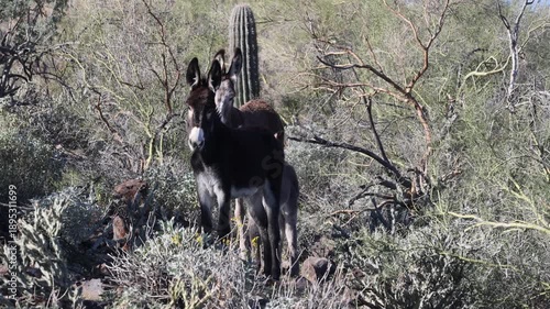 Wild burros in the Arizona Desert in Winter