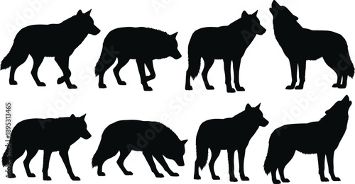Black and white wolf silhouettes collection showing wild wolves in different standing walking and howling poses isolated on white