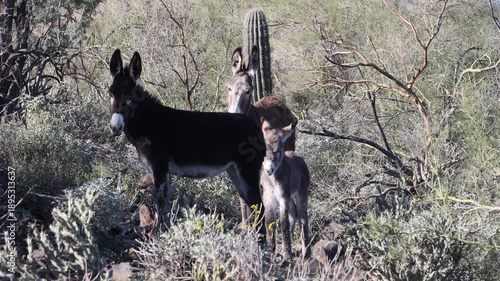 Wild burros in the Arizona Desert in Winter