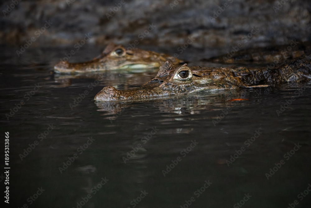 Obraz premium Two spectacled caimans (Caiman crocodilus) partially submerged in calm river water, freshwater crocodilians resting close together, tropical wildlife scene in natural habitat