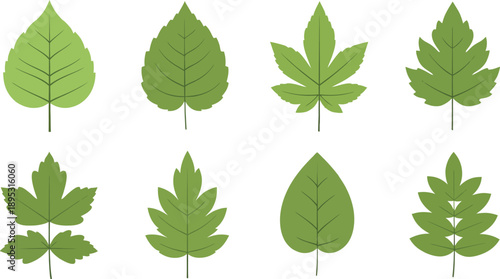 Variety of leaf shapes and types