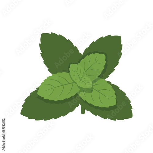 Mint leaves vector clipart isolated on white background, fresh green herbal illustration