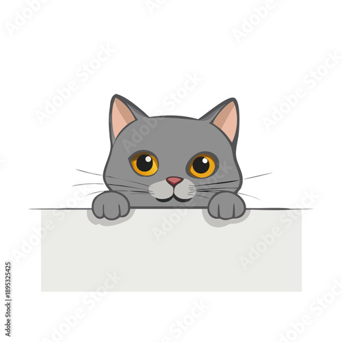 beautiful funny grey British cat peeking out from behind a white table with copy space

