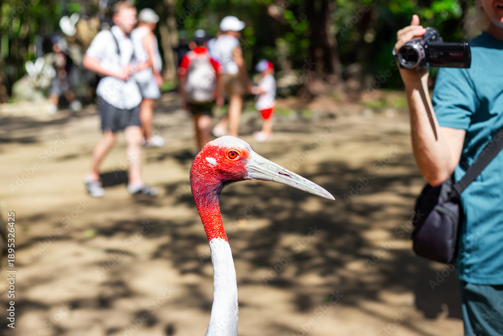 Fototapeta premium A curious Sarus crane stands in the foreground, while blurred images of tourists and a photographer in a sunny park appear in the background