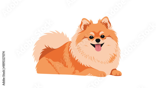 Cute fluffy pomeranian dog with a long orange coat and a happy expression lies down on a white surface in this charming pet illustration.