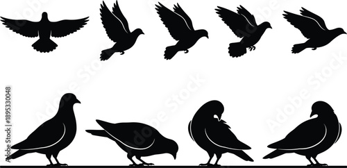 Black silhouettes of pigeons in flight and standing on a white background Keywords: pigeon, dove, bird, silhouette, flying