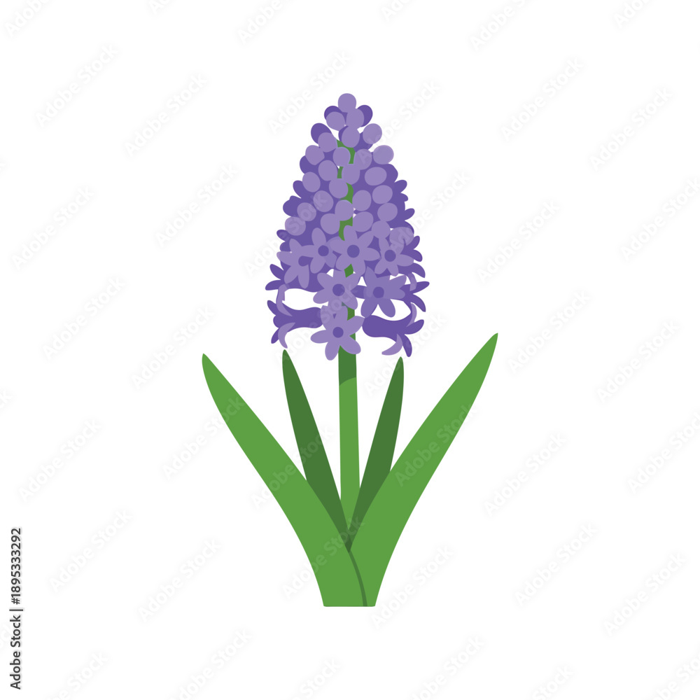 Obraz premium Purple hyacinth flower vector clipart isolated on white, spring floral illustration