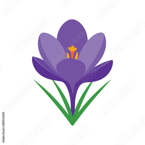 Quadro su tela Purple crocus flower vector clipart isolated, spring floral illustration for des