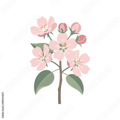 Apple Blossom Flower Vector Clipart with Pink Spring Floral Branch Isolated on White Background