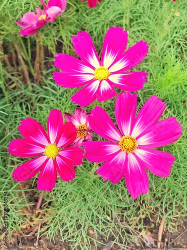 Beautiful cosmos flowers blooming in the garden.