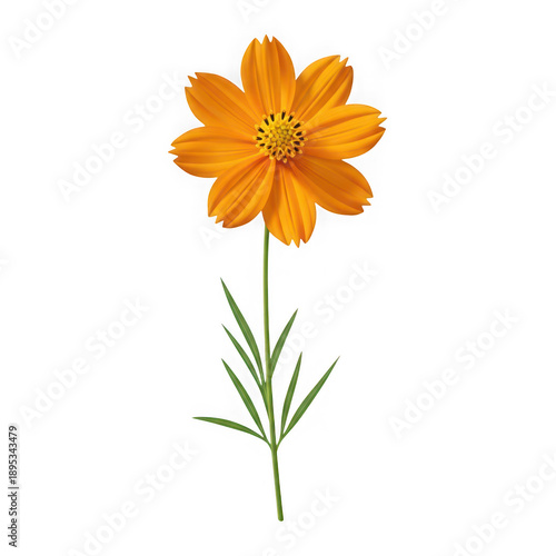 A vibrant orange cosmos flower with slender leaves on transparent background