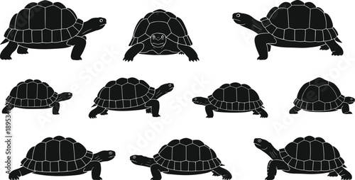 Turtle silhouette set showing different walking and standing poses isolated black reptile vector illustration