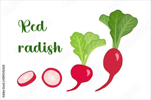 Vector illustration of red radish. Основные RGB