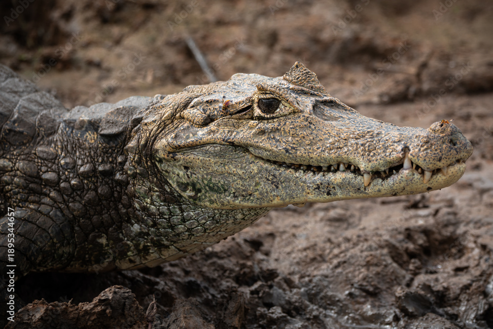 Obraz premium Spectacled caiman (Caiman crocodilus) with open mouth resting on muddy riverbank, freshwater crocodilian displaying defensive behavior in natural tropical habitat 