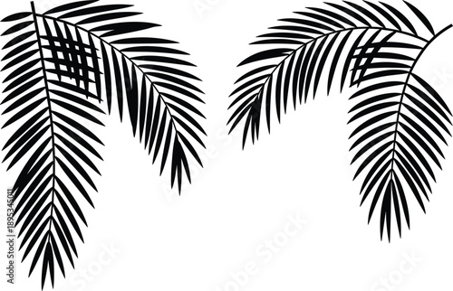 Palm frond silhouette vector set, tropical leaf illustration, botanical design graphic, black and white nature foliage art for decoration