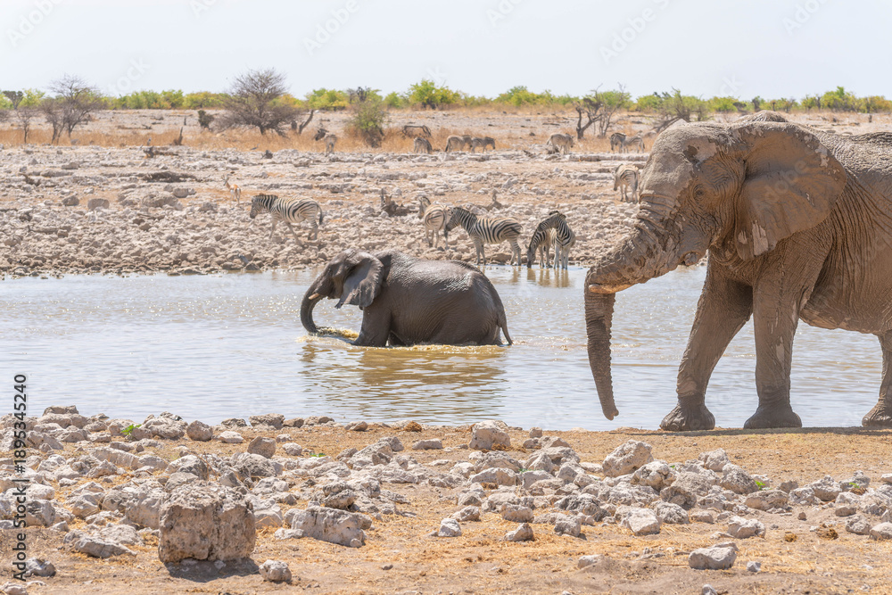 Obraz premium Etosha National Park in Namibia is famous for its vast, shimmering salt pan, open savanna landscapes, and remarkable wildlife diversity. Elephants, lions, giraffes, zebras.