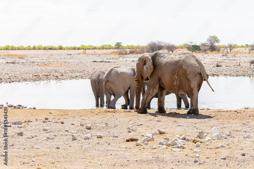 Fototapeta premium Etosha National Park in Namibia is famous for its vast, shimmering salt pan, open savanna landscapes, and remarkable wildlife diversity. Elephants, lions, giraffes, zebras.