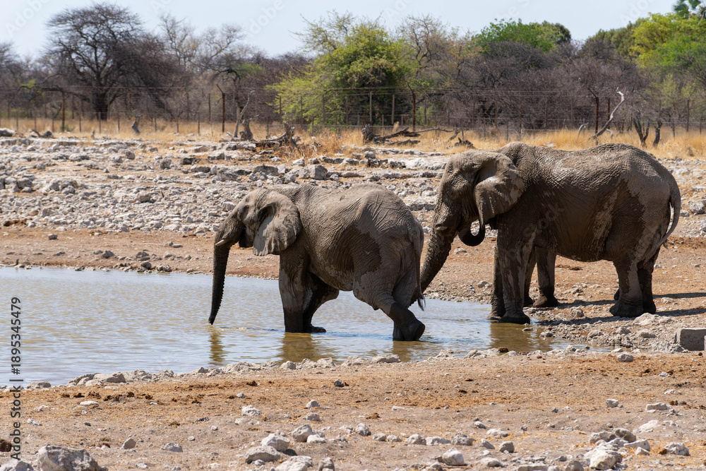 Obraz premium Etosha National Park in Namibia is famous for its vast, shimmering salt pan, open savanna landscapes, and remarkable wildlife diversity. Elephants, lions, giraffes, zebras.