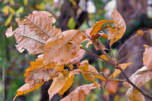 Dried beech leaves in early fall, showcasing the vibrant transition of autumn colors. The image captures the natural beauty and texture of the falling leaves.