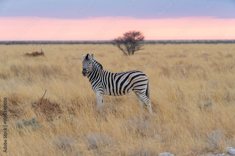 Obraz premium Etosha National Park in Namibia is famous for its vast, shimmering salt pan, open savanna landscapes, and remarkable wildlife diversity. Elephants, lions, giraffes, zebras.