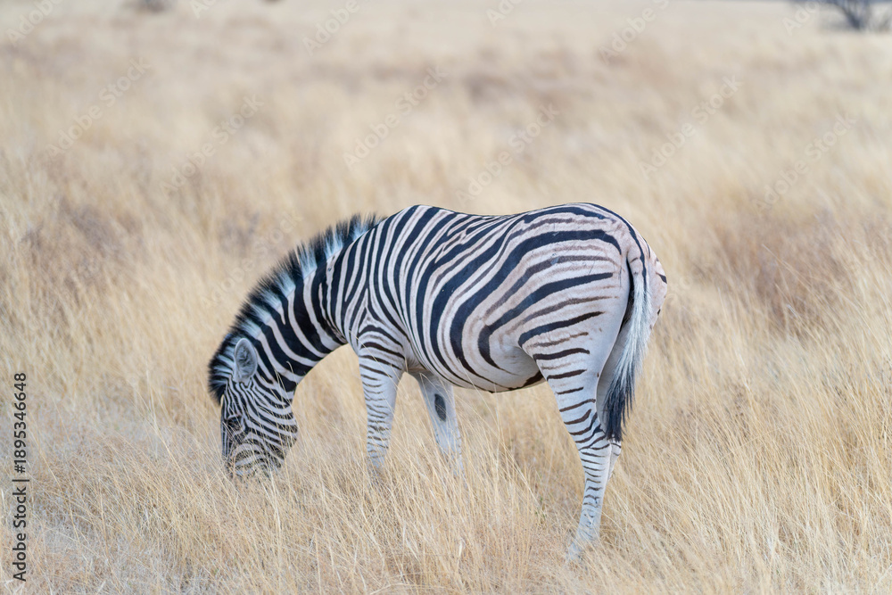 Obraz premium Etosha National Park in Namibia is famous for its vast, shimmering salt pan, open savanna landscapes, and remarkable wildlife diversity. Elephants, lions, giraffes, zebras.