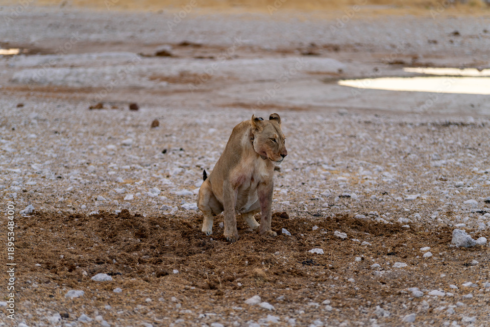 Fototapeta premium Etosha National Park in Namibia is famous for its vast, shimmering salt pan, open savanna landscapes, and remarkable wildlife diversity. Elephants, lions, giraffes, zebras.