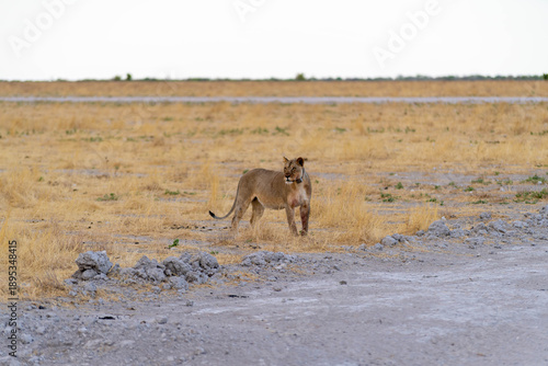 Etosha National Park in Namibia is famous for its vast, shimmering salt pan, open savanna landscapes, and remarkable wildlife diversity. Elephants, lions, giraffes, zebras.