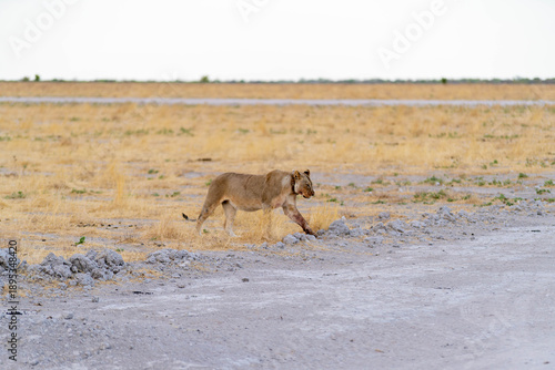 Etosha National Park in Namibia is famous for its vast, shimmering salt pan, open savanna landscapes, and remarkable wildlife diversity. Elephants, lions, giraffes, zebras.