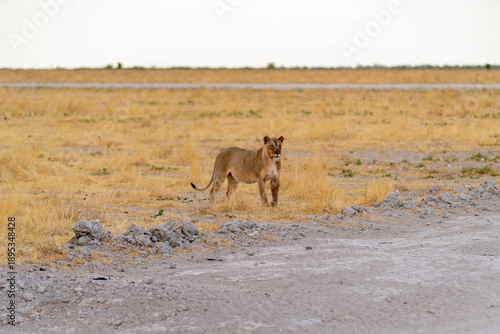 Etosha National Park in Namibia is famous for its vast, shimmering salt pan, open savanna landscapes, and remarkable wildlife diversity. Elephants, lions, giraffes, zebras.