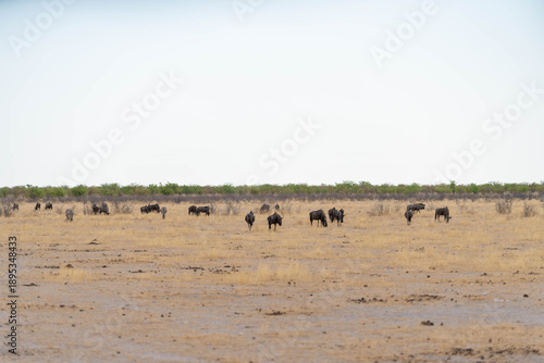 Etosha National Park in Namibia is famous for its vast, shimmering salt pan, open savanna landscapes, and remarkable wildlife diversity. Elephants, lions, giraffes, zebras.