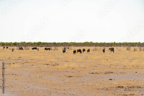 Etosha National Park in Namibia is famous for its vast, shimmering salt pan, open savanna landscapes, and remarkable wildlife diversity. Elephants, lions, giraffes, zebras.