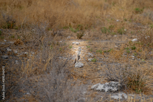 Etosha National Park in Namibia is famous for its vast, shimmering salt pan, open savanna landscapes, and remarkable wildlife diversity. Elephants, lions, giraffes, zebras.