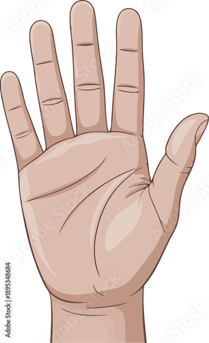 A clear illustration of an open human hand with the palm facing up showing skin and lines