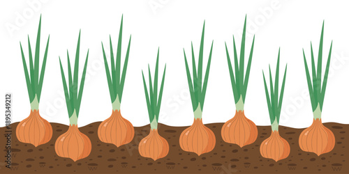 Seven onions growing in brown soil with green leaves  garden fresh produce