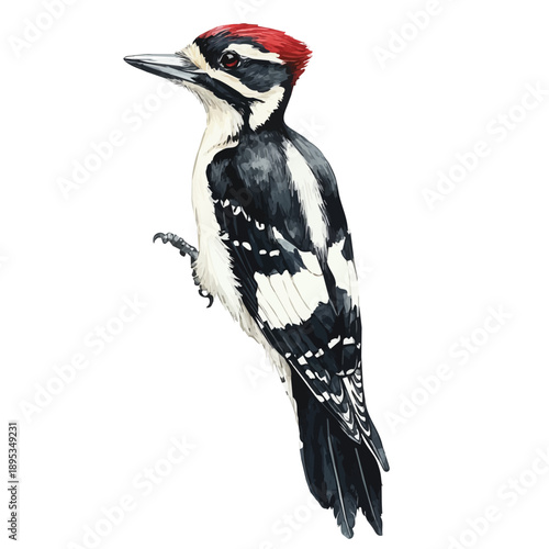 watercolor painting of Woodpecker graphic, isolated on a white background.