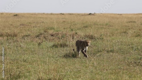 4K slow motion footage of a leopard walking directly toward the camera. Slowed movement highlights stealth, power, and elegance of this iconic big cat in its natural habitat.