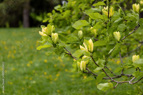 Yellow magnolia flower buds on branch in spring. Blooming trees in park in springtime.