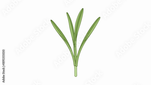 Green plant sprig illustration on clear white background, botanical drawing of single leafy stem. Fresh plant sprig for herbal product packaging or natural cosmetic designs.