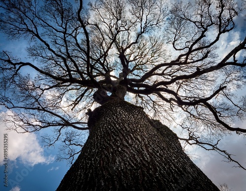 a low angle view of a stark leafless tree reaching towards a bright cloudy sky its dark intricate branches create a complex web like silhouette