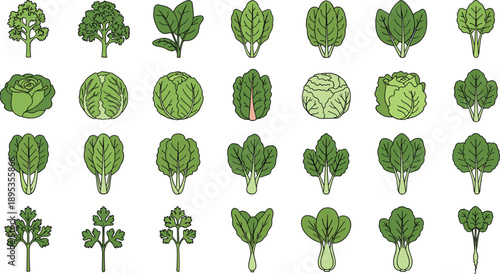 Variety of fresh green leafy vegetables and herbs