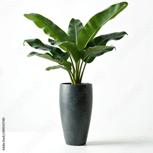 Tall potted plant with large green leaves in a dark grey vase against a clean white backdrop. This botanical element adds natural beauty to interior design.