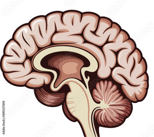 A detailed anatomical illustration showing the sagittal cross section of a human brain
