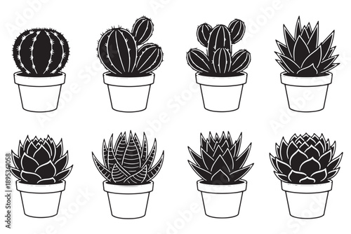A collection of various cacti and succulents in small white pots on a plain background