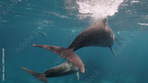 Playful bottlenose dolphin pod jumping and interacting near the surface in the Red Sea close to Egypt, swimming in clear blue water with sunlight reflections creating a lively marine wildlife scene