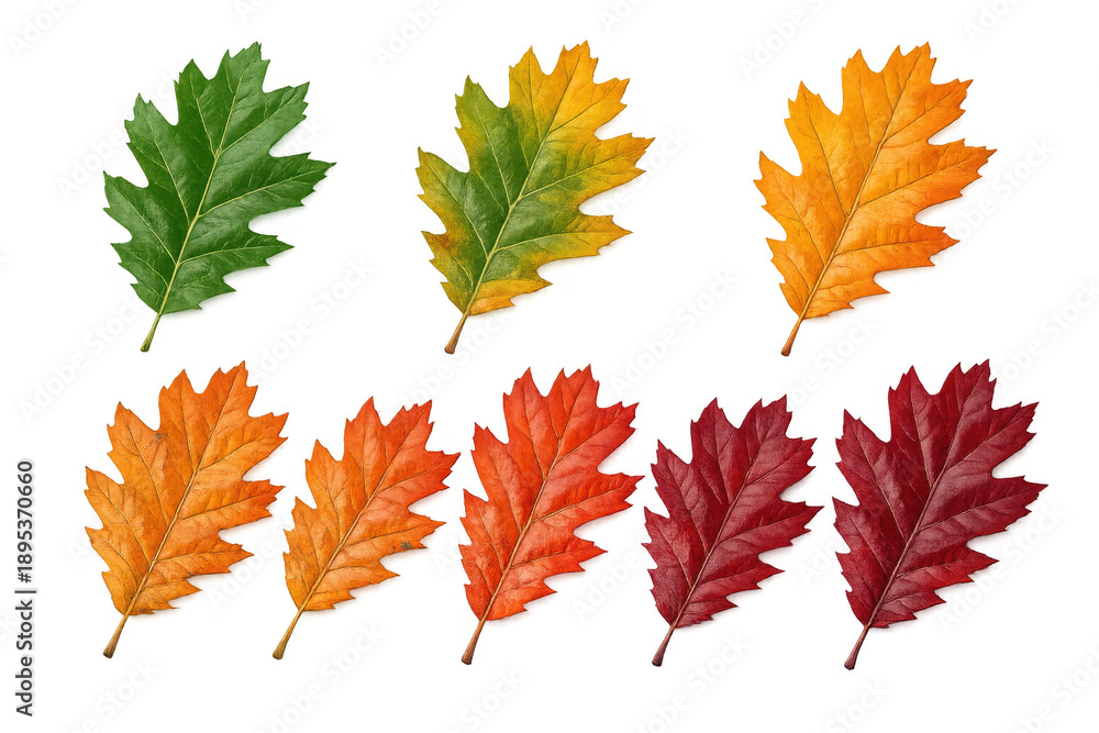 Fototapeta premium Oak leaves showing seasonal transition from green to yellow, orange, and red autumn colors on transparent background