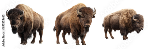 Three American Bison with shaggy brown fur and curved horns standing isolated on a transparent background
